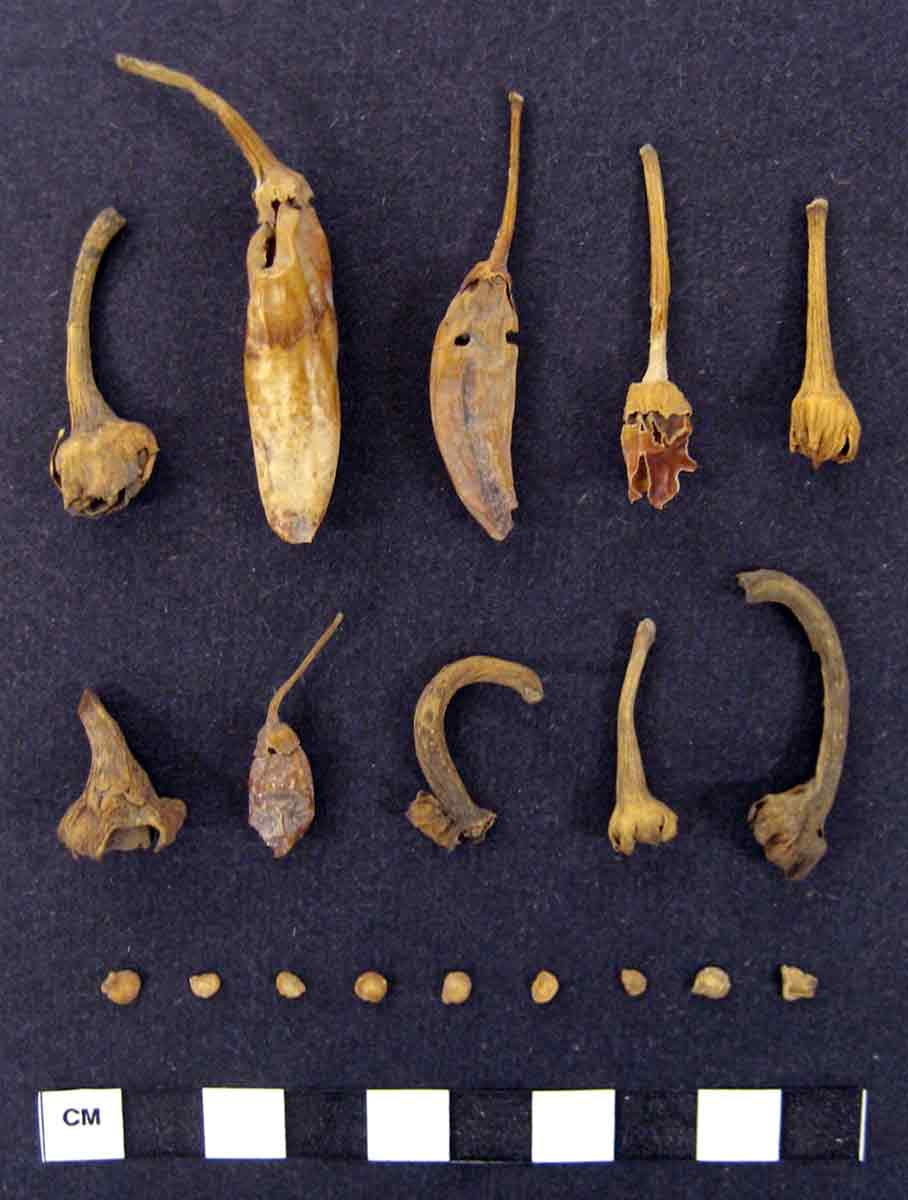 archaeological finding chilis mexico