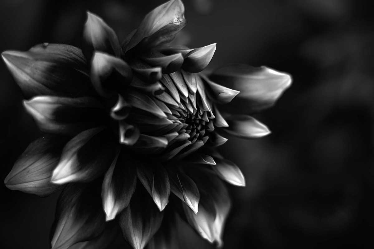 case dahlia flower