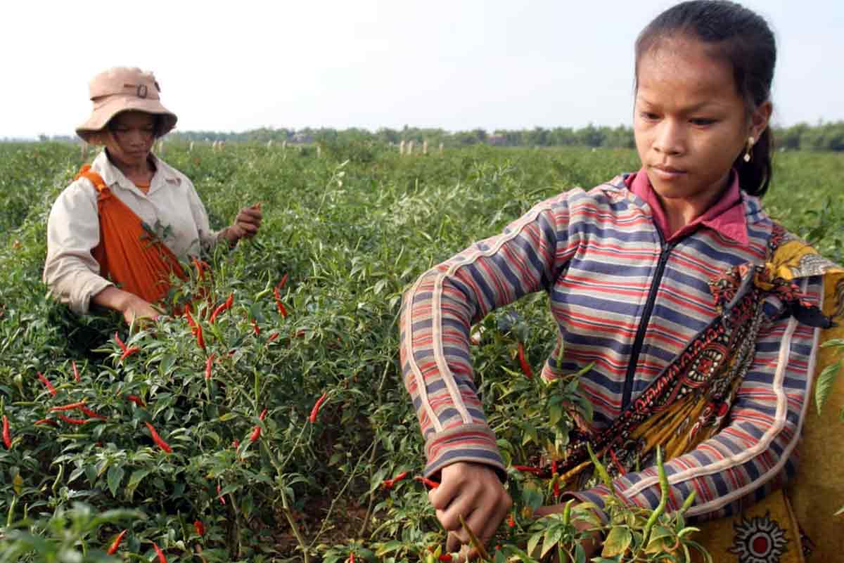 chili collectors Cambodia