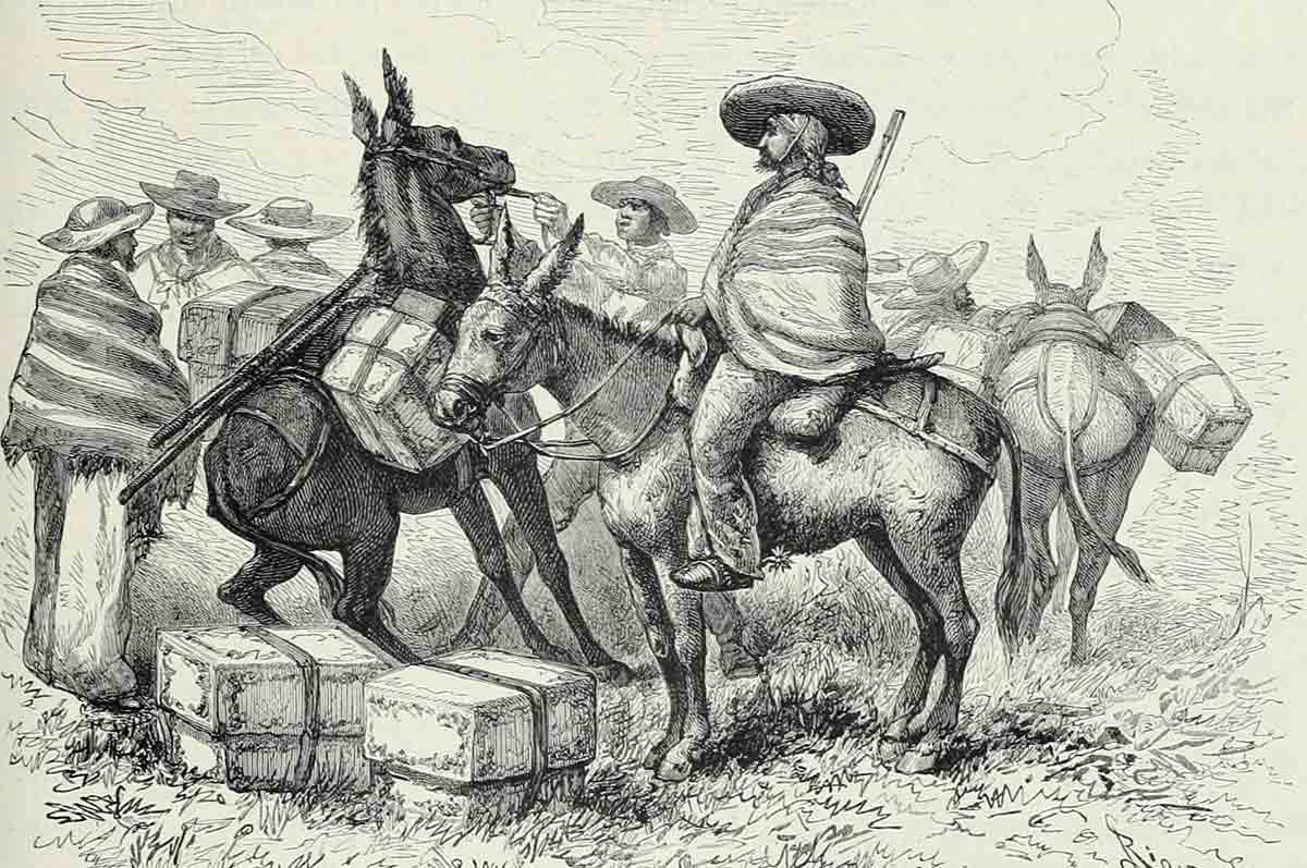 drawing llano llamas