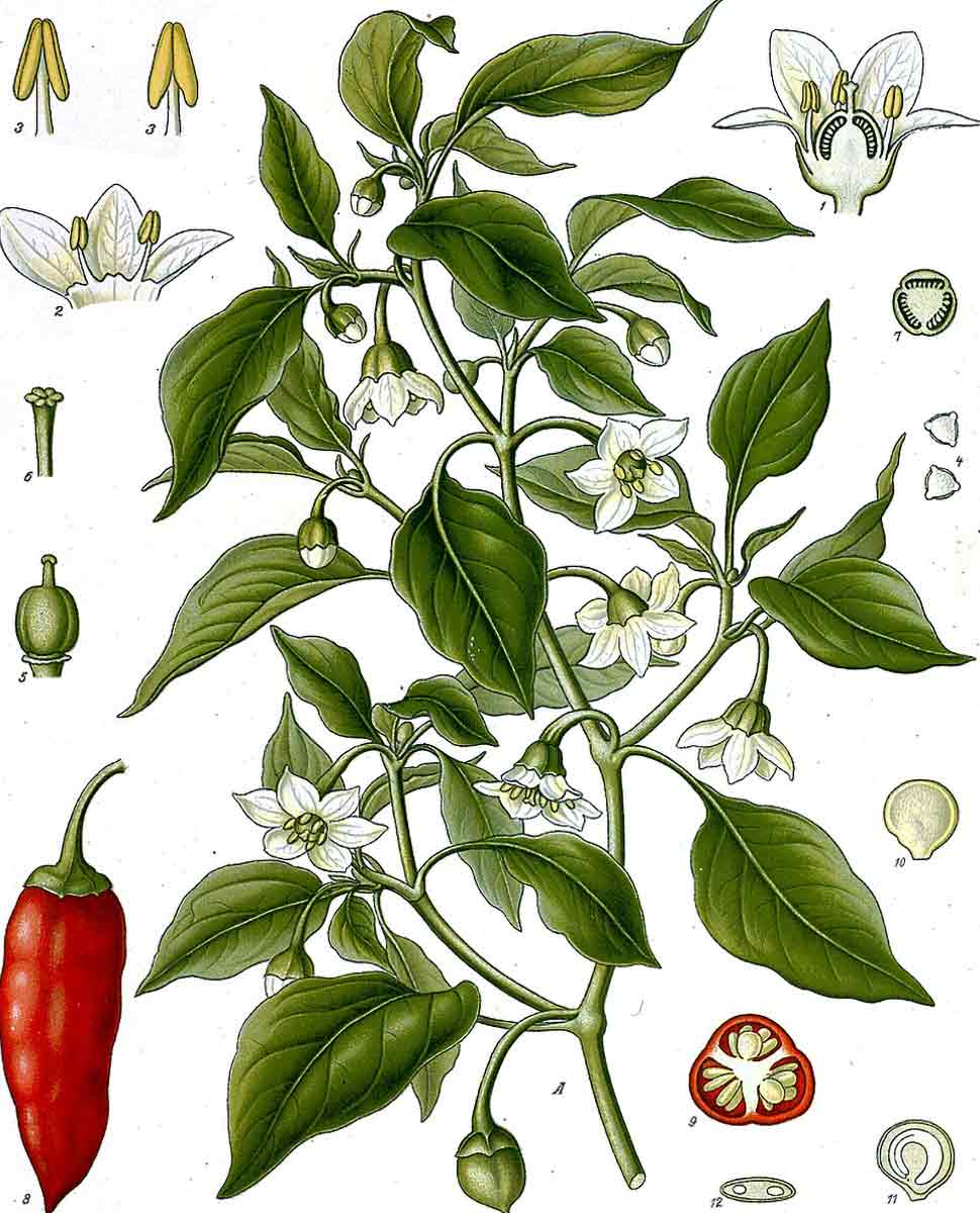 illustration capsicum annuum