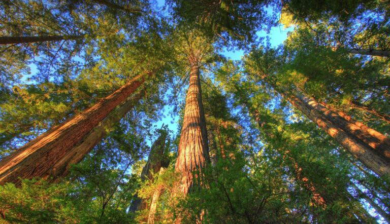 national state parks us ancient redwoods