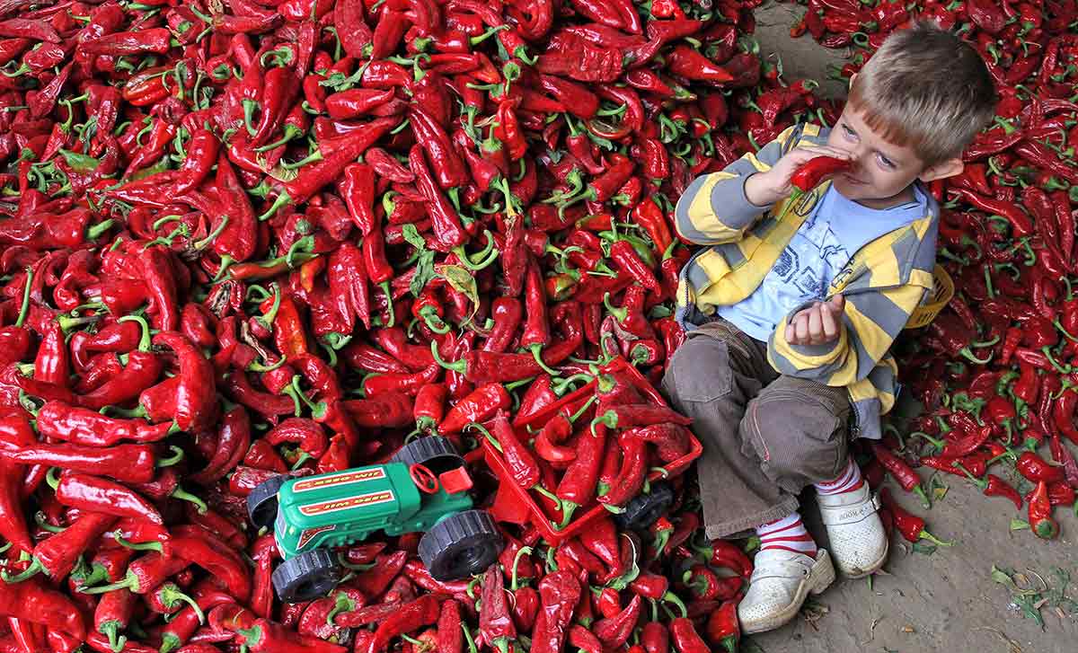 photo hungarian paprikas