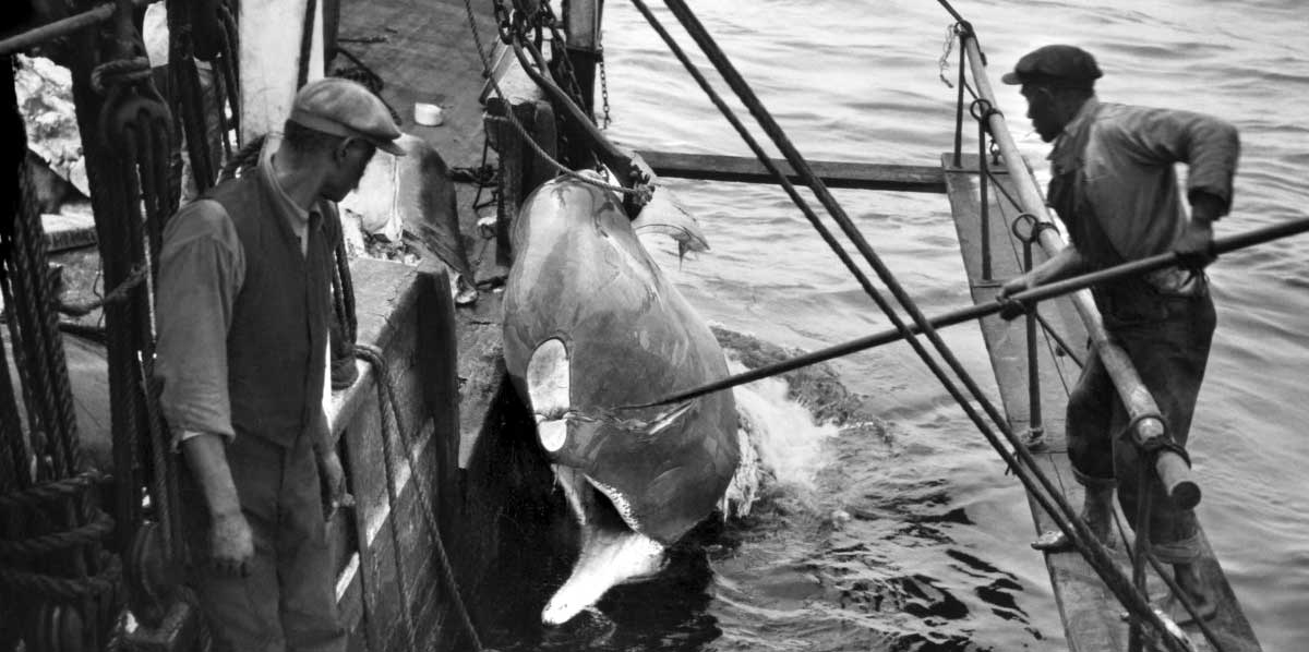whale ship processing nantucket